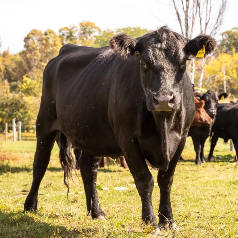 Cows-of-Cornwall-Cattle-Co-Vermont Cows-of-Cornwall-Cattle-Co-Vermont