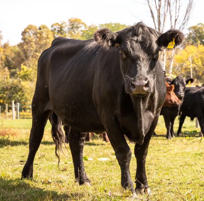 Cows-of-Cornwall-Cattle-Co-Vermont