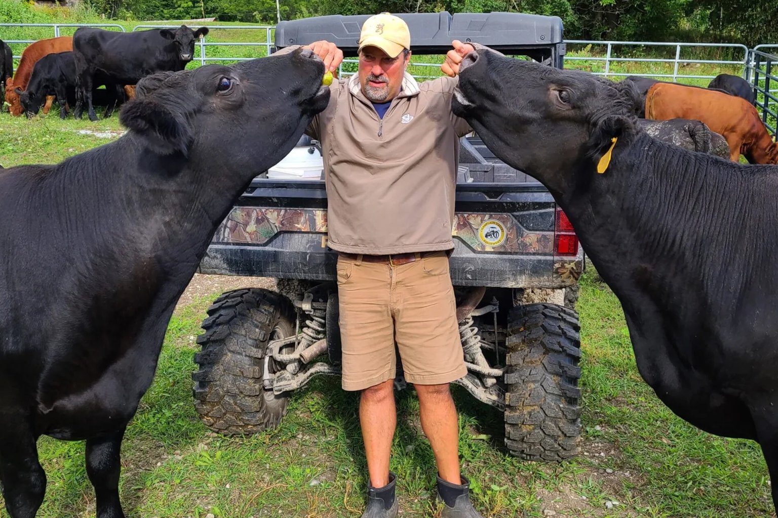 Vermont-Cornwall-Cattle-manager